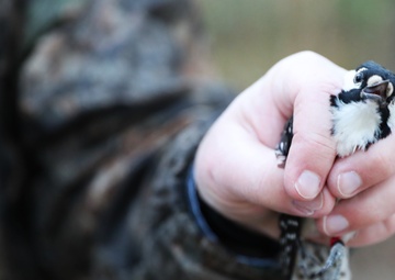 Fort Stewart and Georgia Department of Natural Resources Relocate Endangered Red-Cockaded Woodpeckers