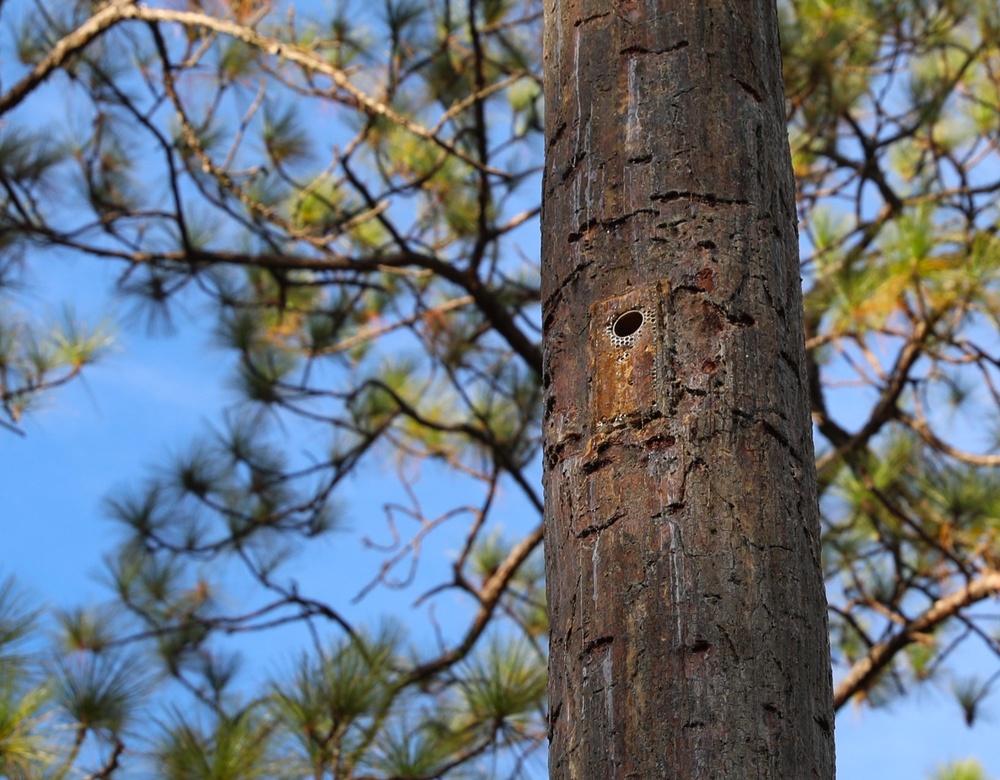 Fort Stewart and Georgia Department of Natural Resources Relocate Endangered Red-Cockaded Woodpeckers