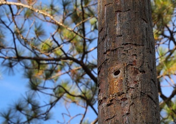 Fort Stewart and Georgia Department of Natural Resources Relocate Endangered Red-Cockaded Woodpeckers