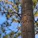 Fort Stewart and Georgia Department of Natural Resources Relocate Endangered Red-Cockaded Woodpeckers