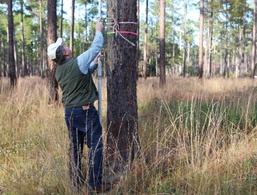 Fort Stewart and Georgia Department of Natural Resources Relocate Endangered Red-Cockaded Woodpeckers