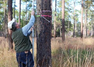Fort Stewart and Georgia Department of Natural Resources Relocate Endangered Red-Cockaded Woodpeckers
