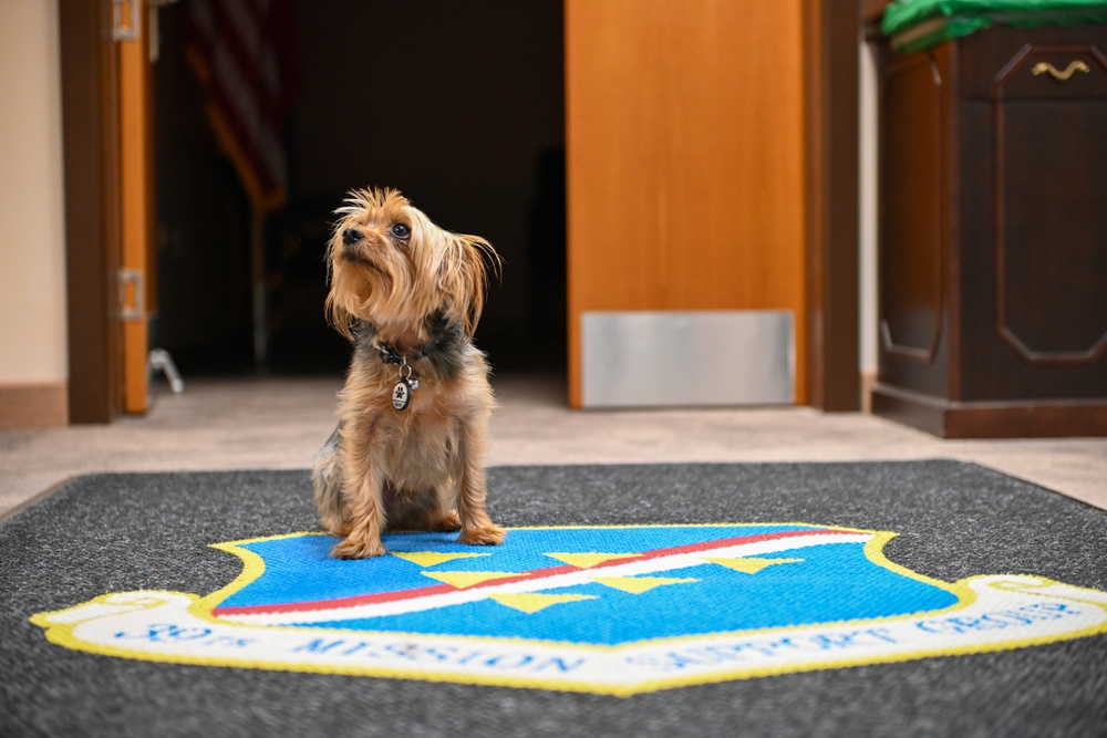 Incirlik's Littlest Chief: A Pawsitive Step Forward for Air Base Policy