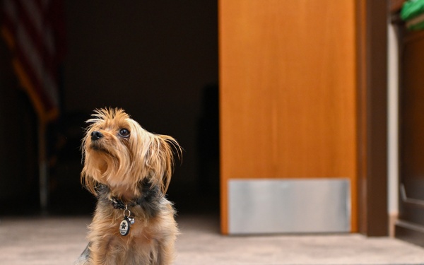 Incirlik's Littlest Chief: A Pawsitive Step Forward for Air Base Policy