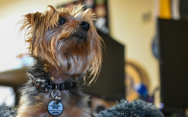 Incirlik's Littlest Chief: A Pawsitive Step Forward for Air Base Policy