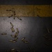 Joint Weapons Qualification