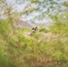 French, U.S. forces train together at Exercise Wakri