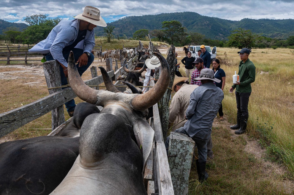 JTF-Bravo vets inoculate, deworm cattle in Humuya