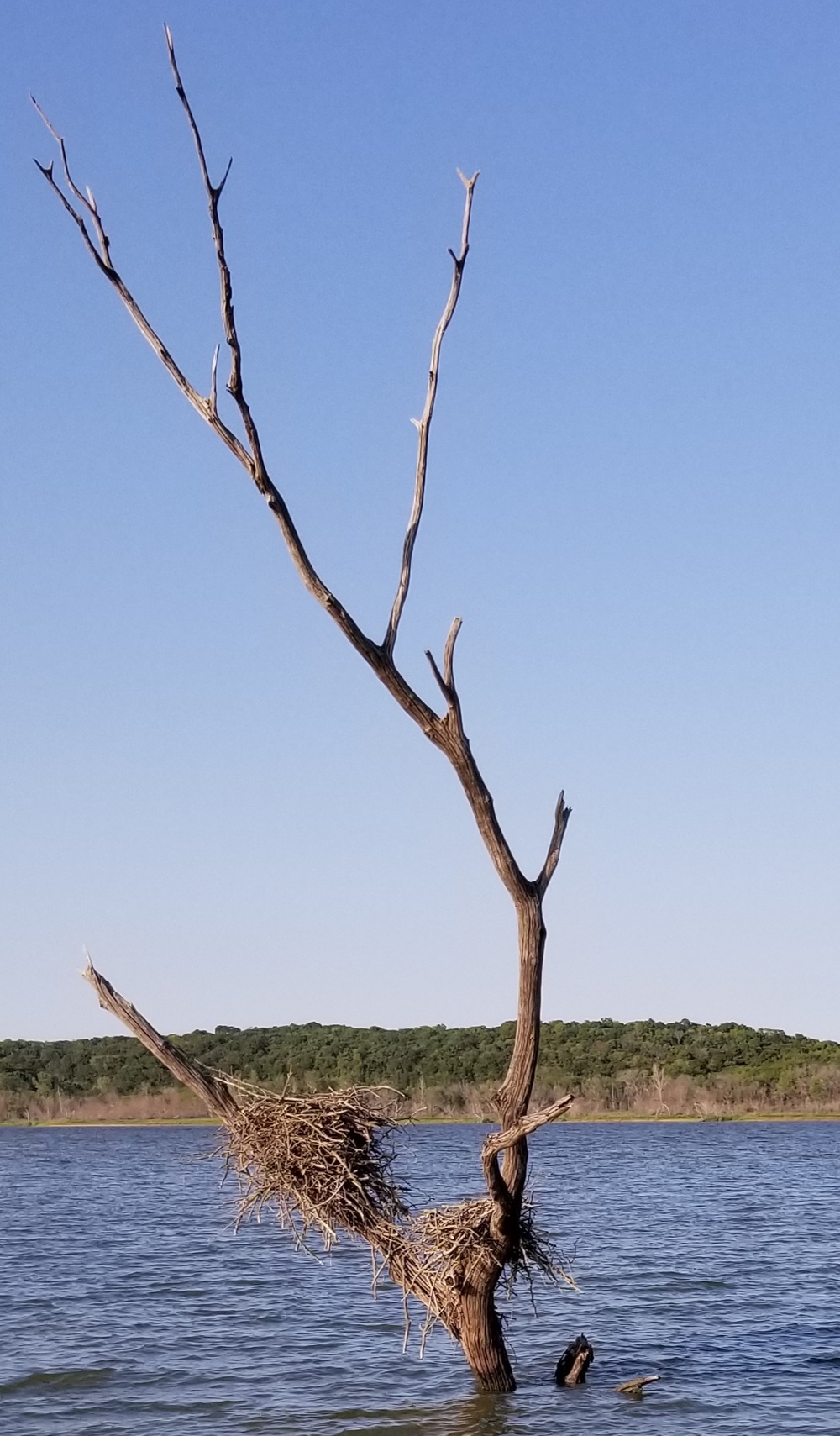 Years of partnership and perseverance leads to historic osprey nesting