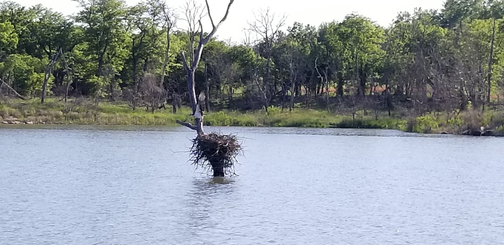 Years of partnership and perseverance leads to historic osprey nesting