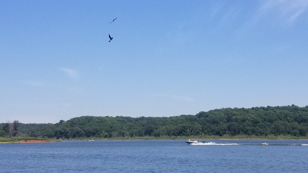 Years of partnership and perseverance leads to historic osprey nesting