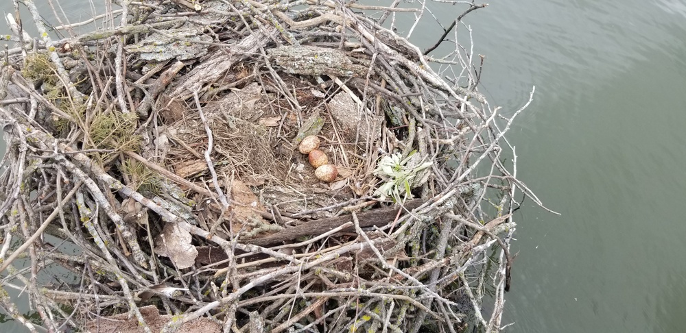 Years of partnership and perseverance leads to historic osprey nesting