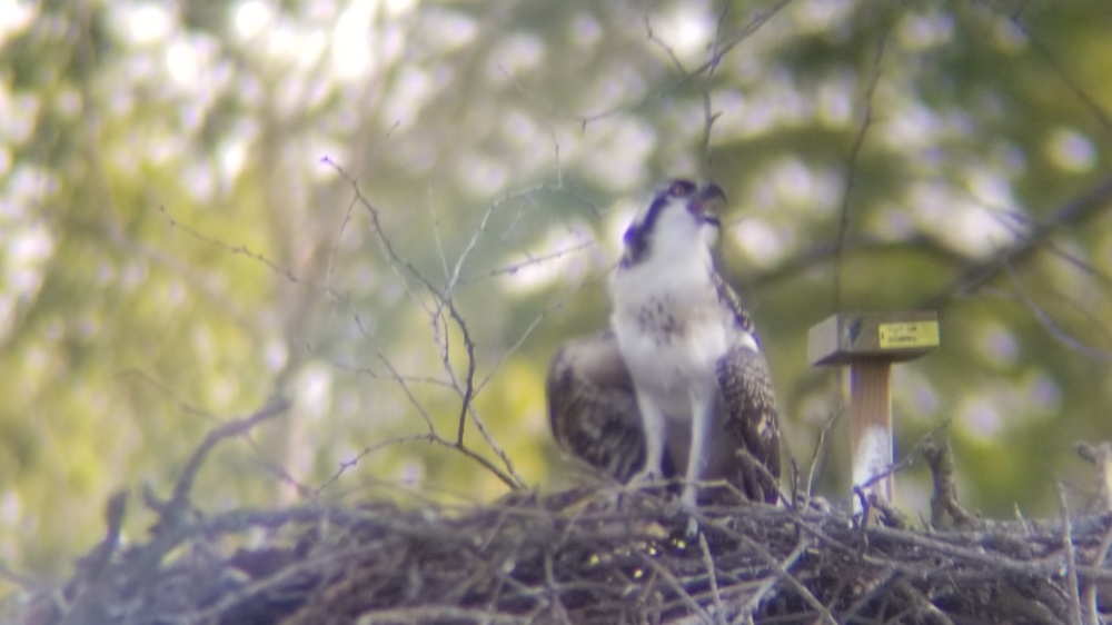 Years of partnership and perseverance leads to historic osprey nesting