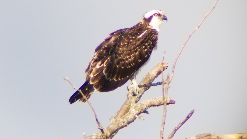 Years of partnership and perseverance leads to historic osprey nesting