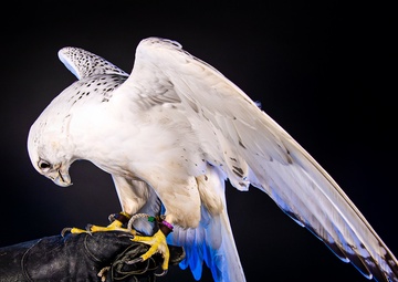 'Nature's fighter pilots' attract attention of future cadets