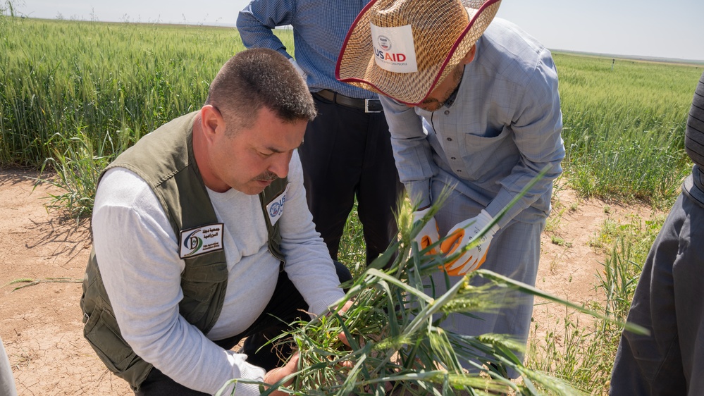 USAID, in collaboration with the Dijla Agricultural Association (DAA), has played a pivotal role in improving Iraq's agricultural sector, specifically in Ninewa.