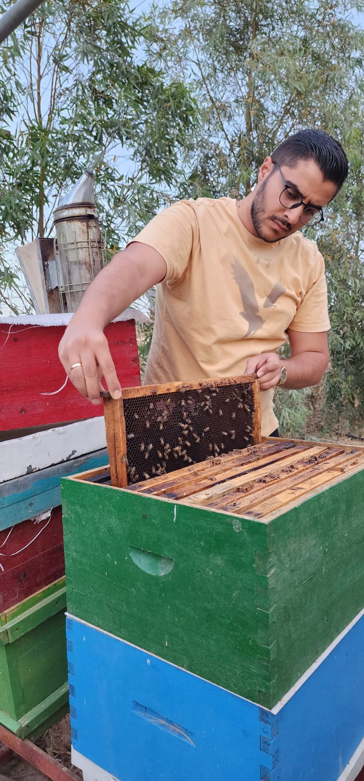This image portrays Isen as he carefully inspects the remarkable progress made by the bees in &quot;drawing out&quot; honeycombs within one of the five newly established beehives in Karamles village, located in the Al-Hamdaniya district.