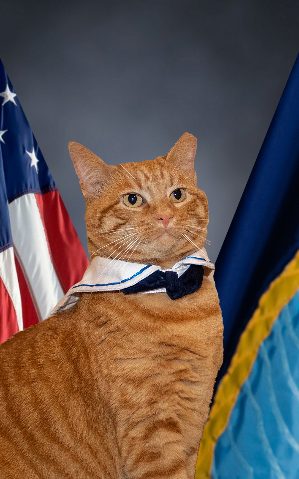 International Cat Day in the Navy!