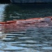 Coast Guard Sector St. Petersburg responds to sunken vessel off Tampa Shrimp Docks