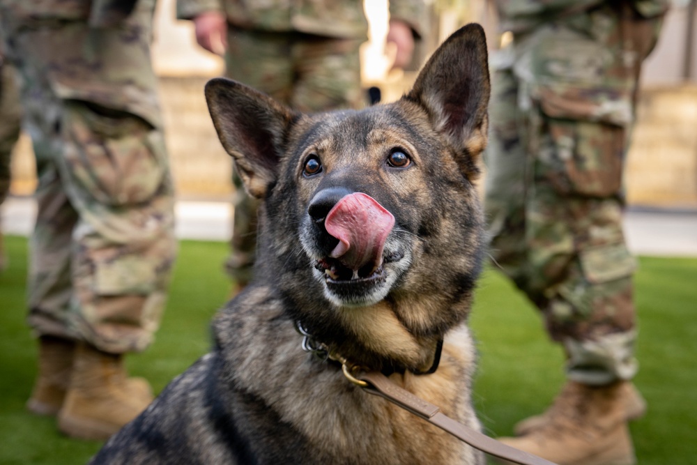 ‘I just love that dog,’ retirement reunites handler, military working dog