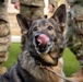 ‘I just love that dog,’ retirement reunites handler, military working dog