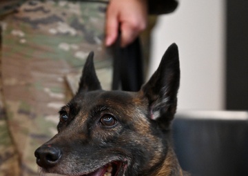 Former RAFM MWD Ukkie retires to reunite with fur-st handler