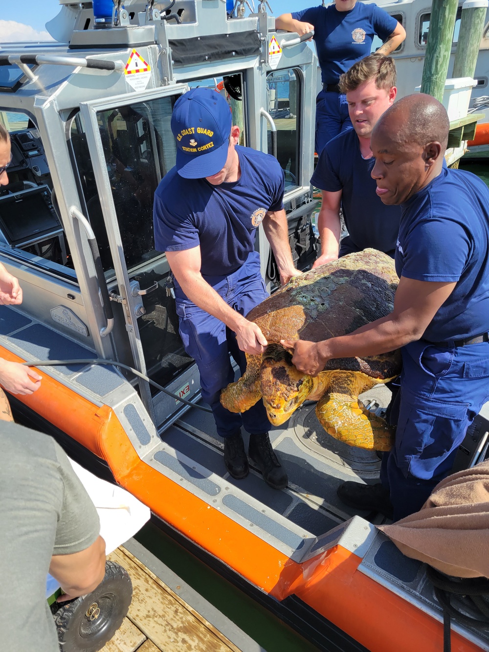 Coast Guard Station Cortez crew saves sea turtle in Tampa Bay