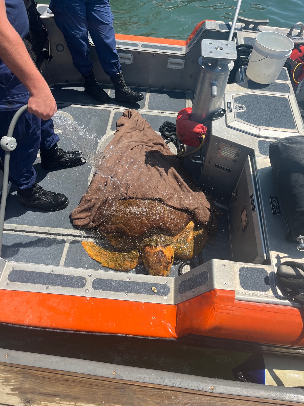 U.S. Coast Guard Station Cortez rescues sea turtle