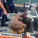 U.S. Coast Guard Station Cortez rescues sea turtle