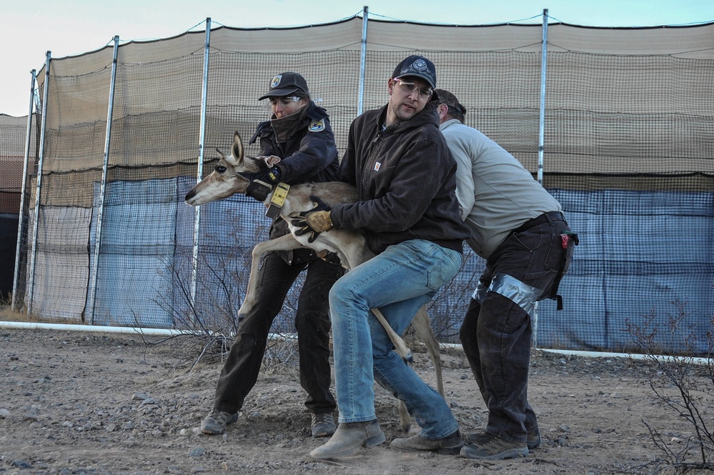 Saving a Species: The Sonoran Pronghorn