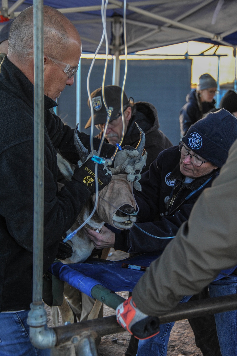 Saving a Species: The Sonoran Pronghorn