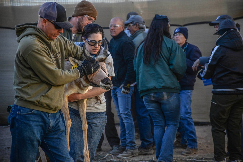 Saving a Species: The Sonoran Pronghorn