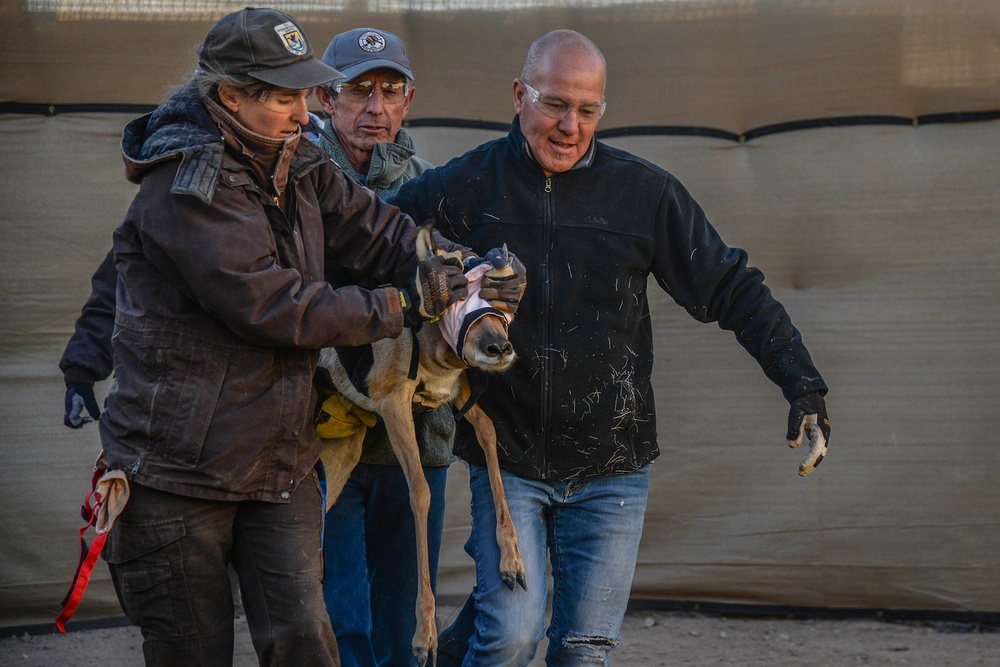 Saving a Species: The Sonoran Pronghorn