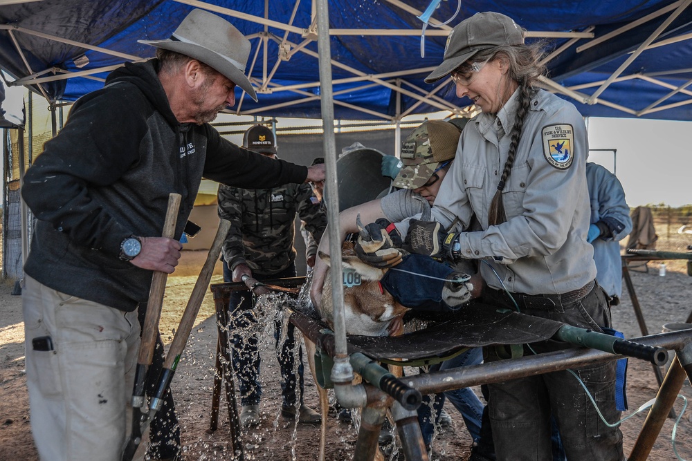 Saving a Species: The Sonoran Pronghorn