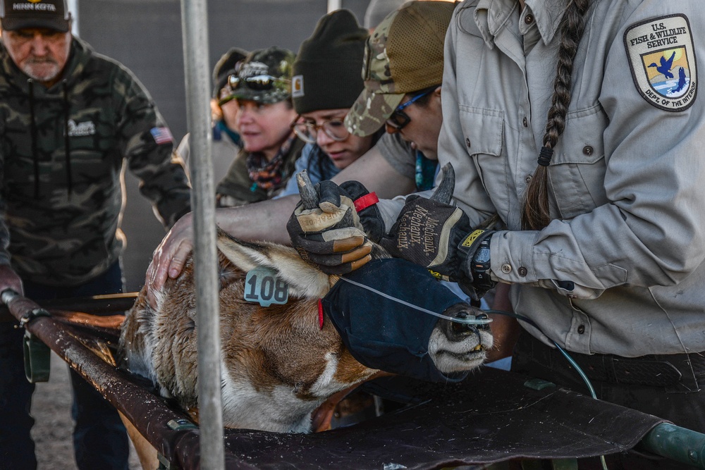 Saving a Species: The Sonoran Pronghorn