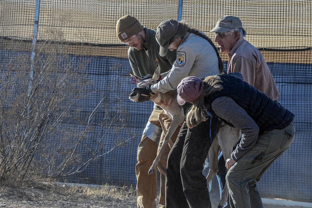 Saving a Species: The Sonoran Pronghorn