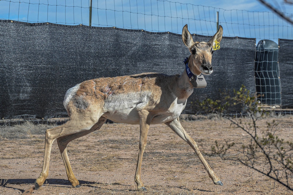 Saving a Species: The Sonoran Pronghorn