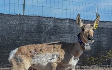 Saving a Species: The Sonoran Pronghorn