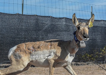 Saving a Species: The Sonoran Pronghorn