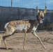 Saving a Species: The Sonoran Pronghorn