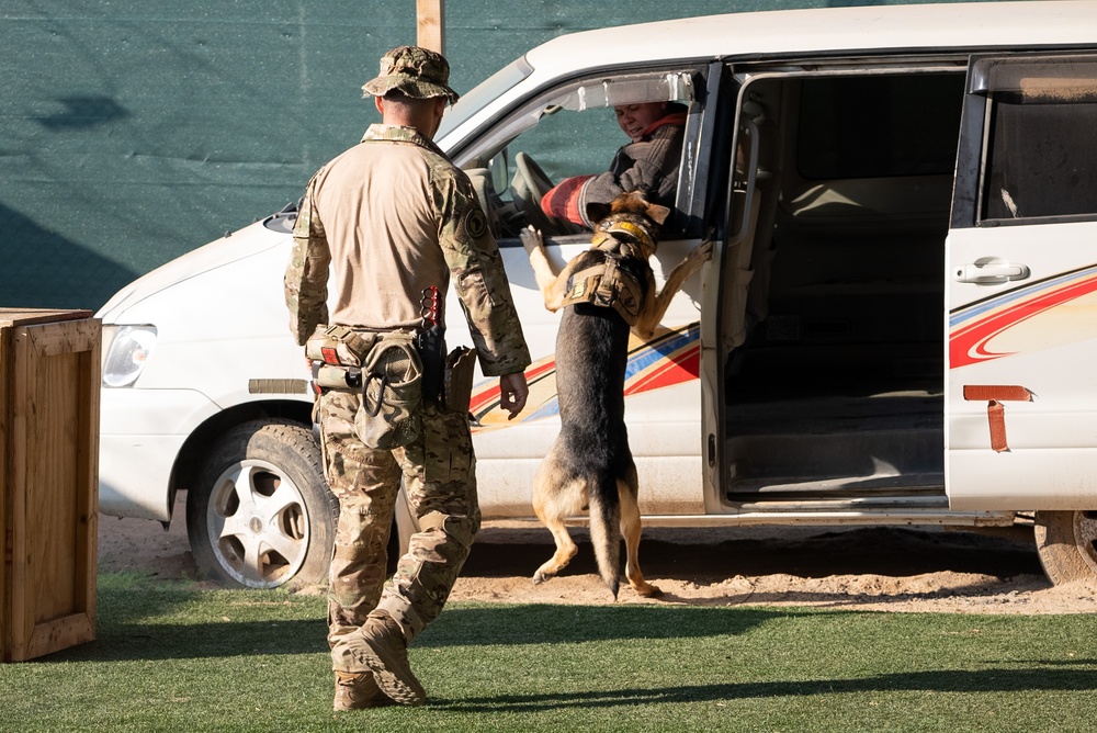 Military Working Dog demonstration