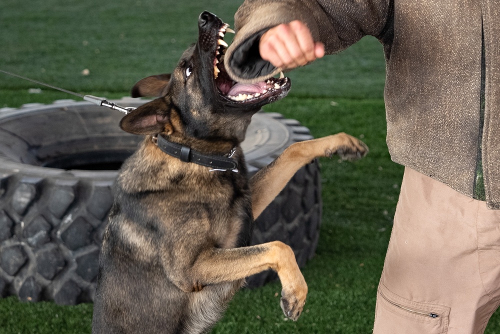 Military Working Dog demonstration