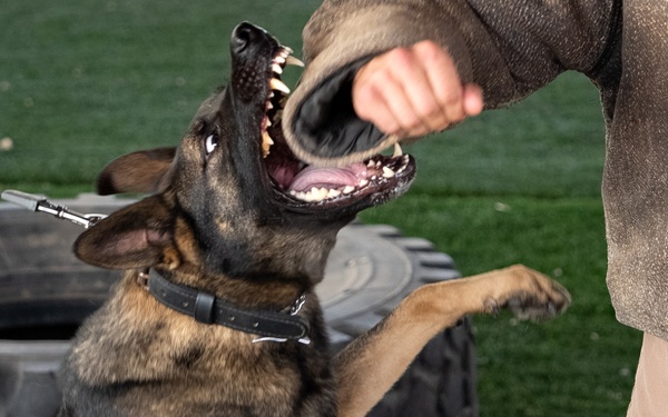 Military Working Dog demonstration