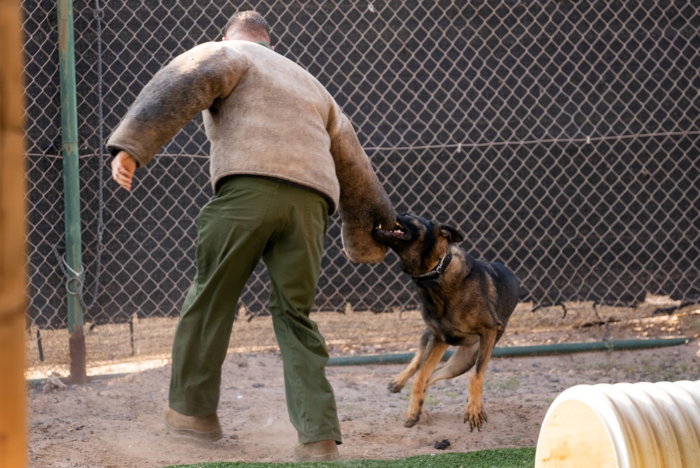 Military Working Dog demonstration