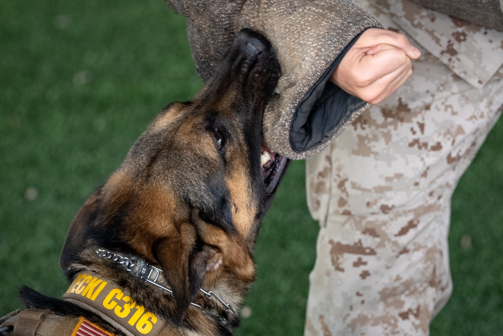 Military Working Dog demonstration