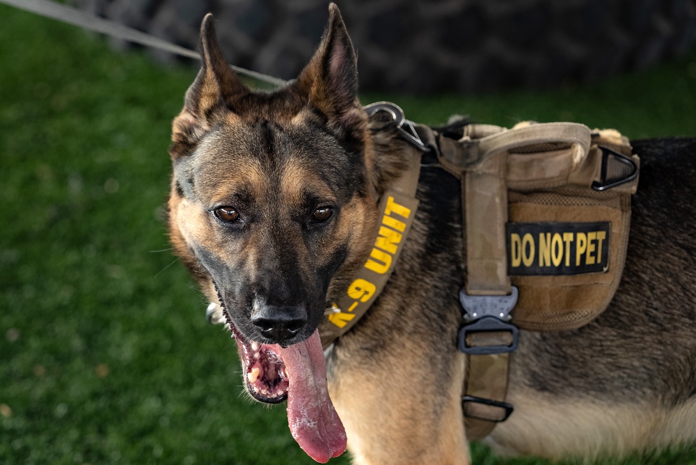 Military Working Dog demonstration