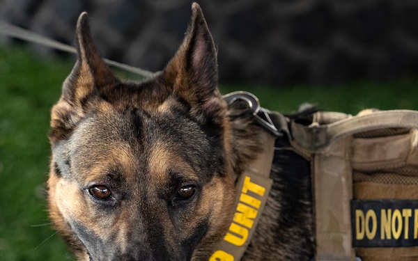Military Working Dog demonstration