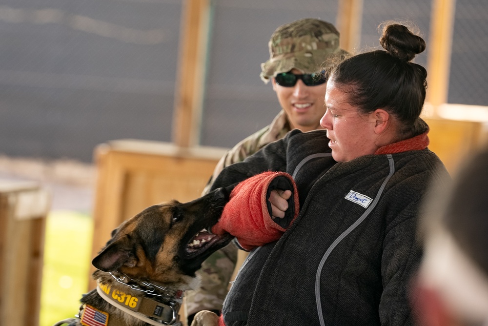 Military Working Dog demonstration