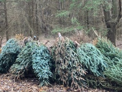 Army Corps to collect Christmas trees at Tionesta Lake