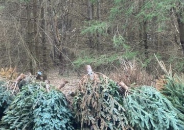 Army Corps to collect Christmas trees at Tionesta Lake